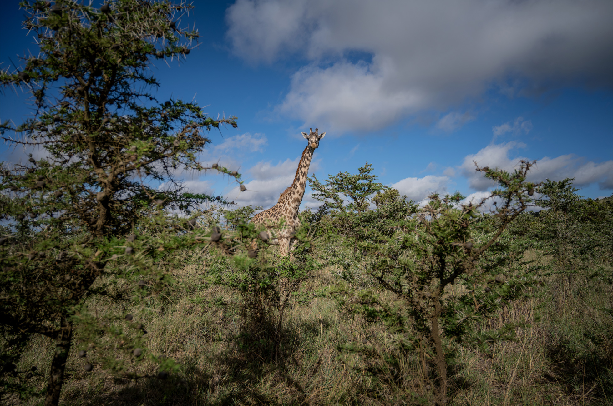 Apple_commits-100-percent-carbon-neutrality-for-supply-chain-and-products-by-2030-cloud-forest-conservation-international_07212020.jpg