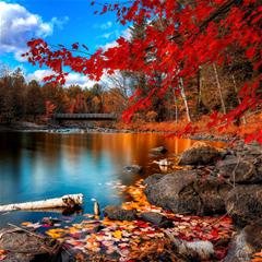 枫叶,红叶,秋天,湖,森林,河水,唯美,风景,彩色
